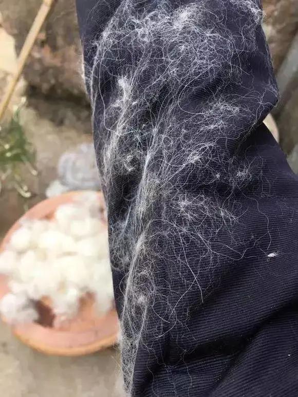 萨摩耶冬天围巾,萨摩耶洗完澡掉毛严重的原因