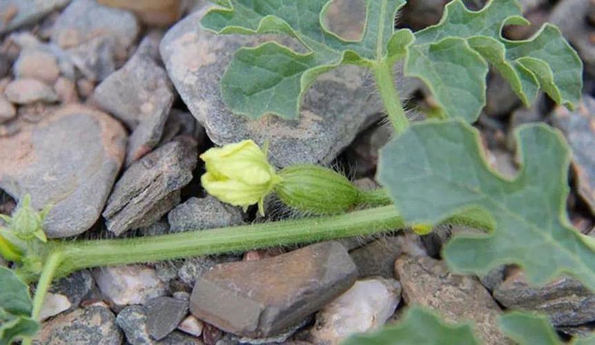 戈壁西瓜为什么会被禁种,戈壁西瓜有多大危害