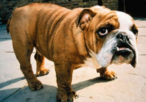 法斗犬身上黑斑点太多怎么办,法斗犬头部开白啥原因