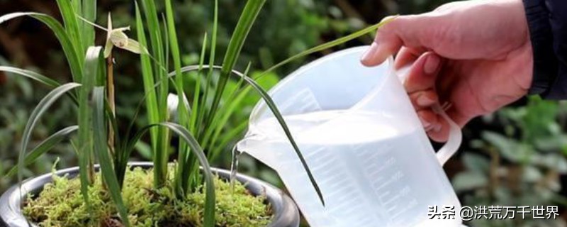 烟灰水可以浇花不,烟灰水可以浇兰花吗