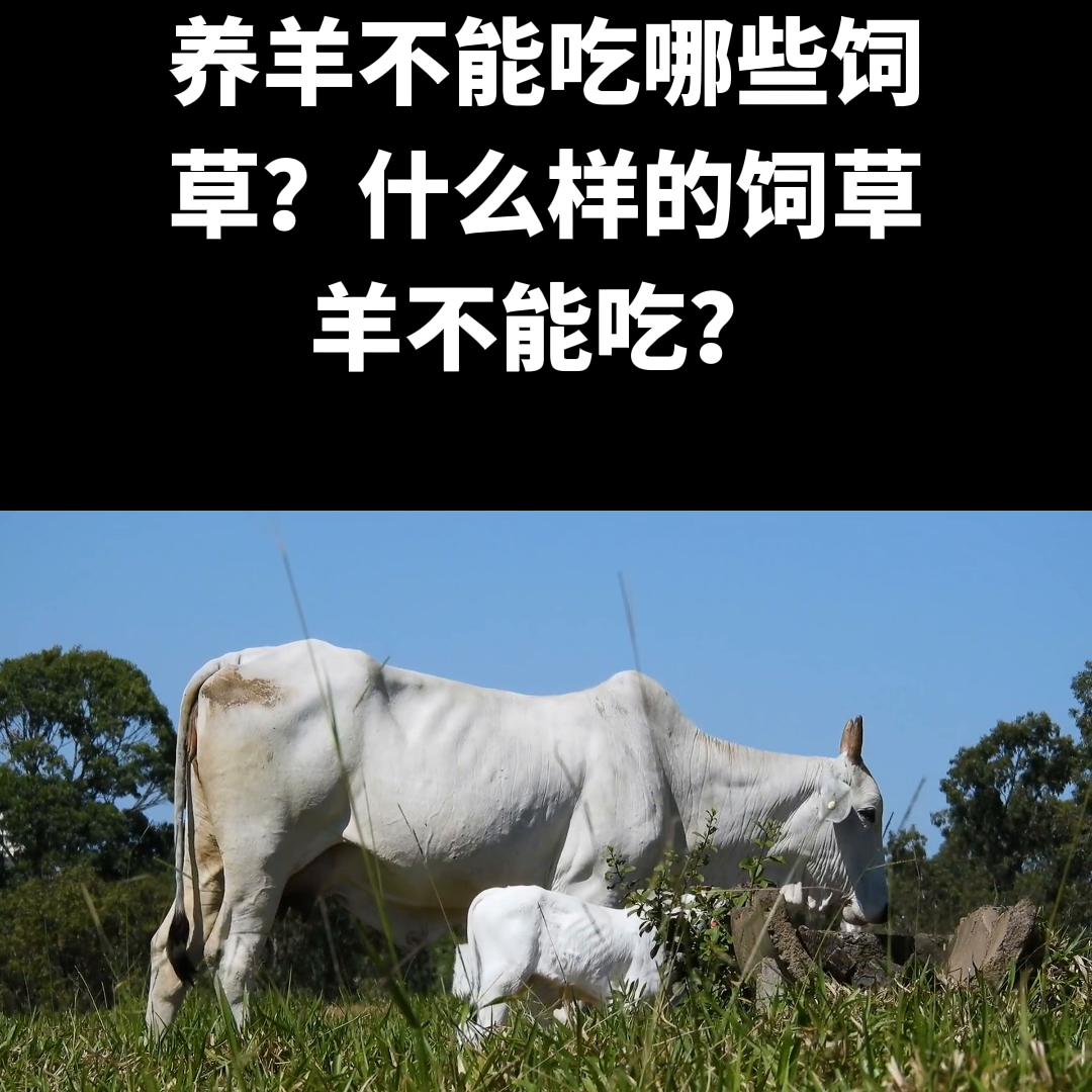 养羊不能吃哪些饲草？什么样的饲草羊不能吃？
