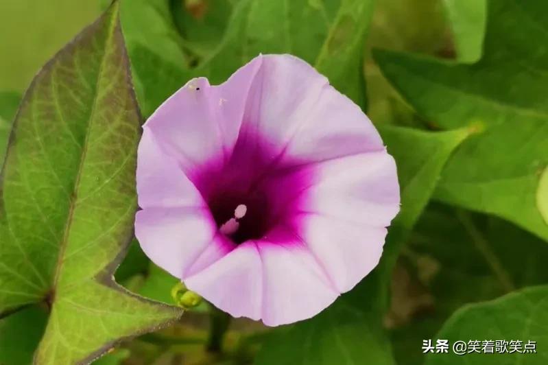 小小说：娘家没来一个人