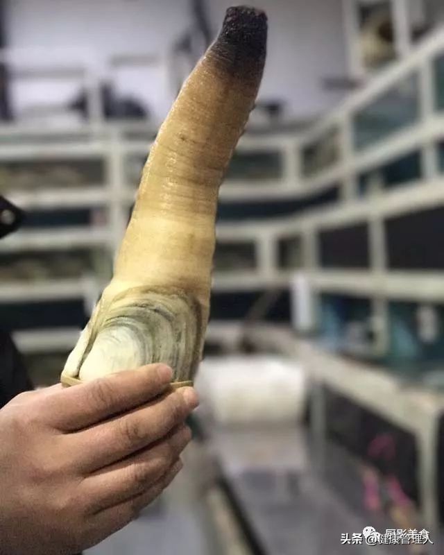 世界顶级海鲜食材,世界顶级的海鲜视频