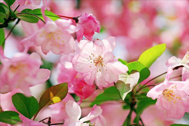 古诗词经典临江仙名篇,临江仙最出名的诗