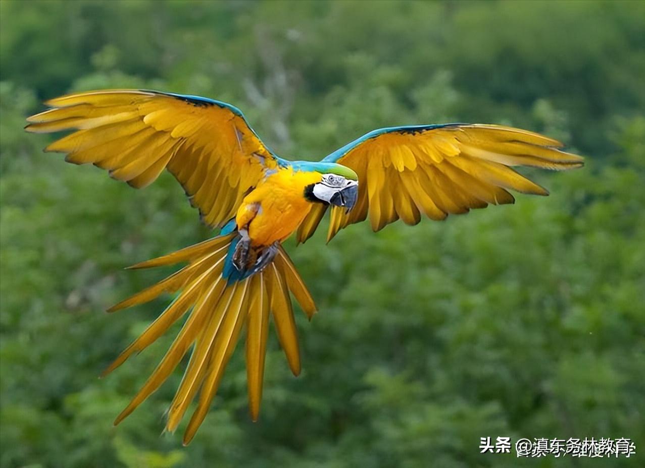 蓝黄金刚鹦鹉叫声,兰州蓝黄金刚鹦鹉