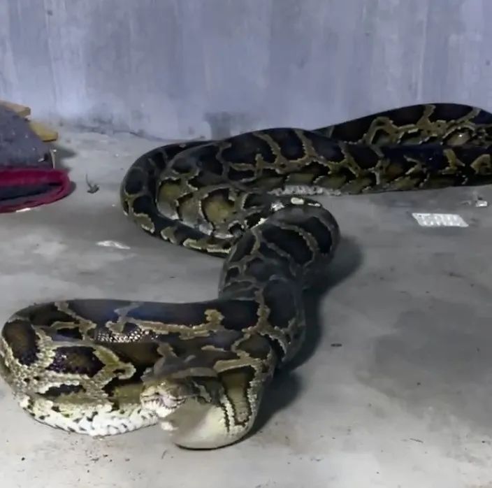 蟒蛇活吞一条蛇,福建泉州蟒蛇吞80多斤羊