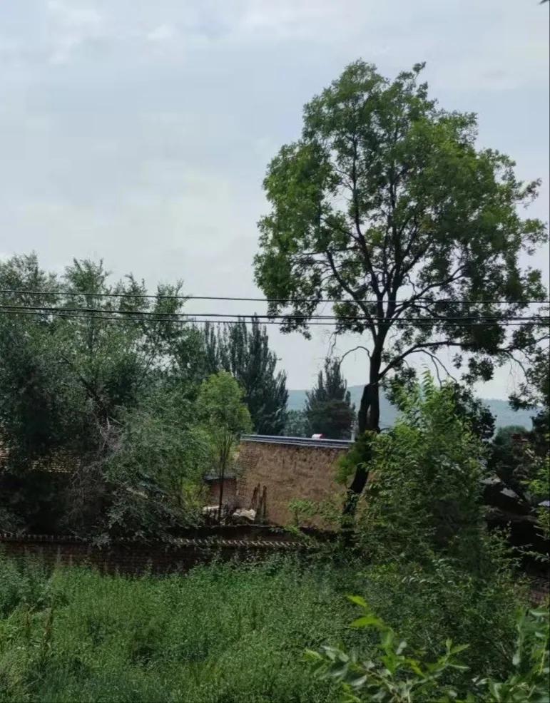 散文老家小院,怀念老家的散文