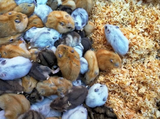 地摊上这6样东西千万别碰,地摊最忌讳的六种东西