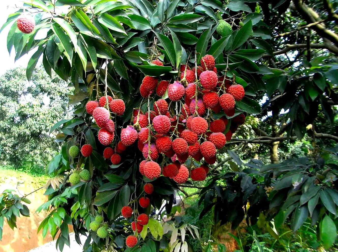 “水晶细嚼甜于蜜,满口生香玉露漙”,夏日里的荔枝又鲜又红又甜