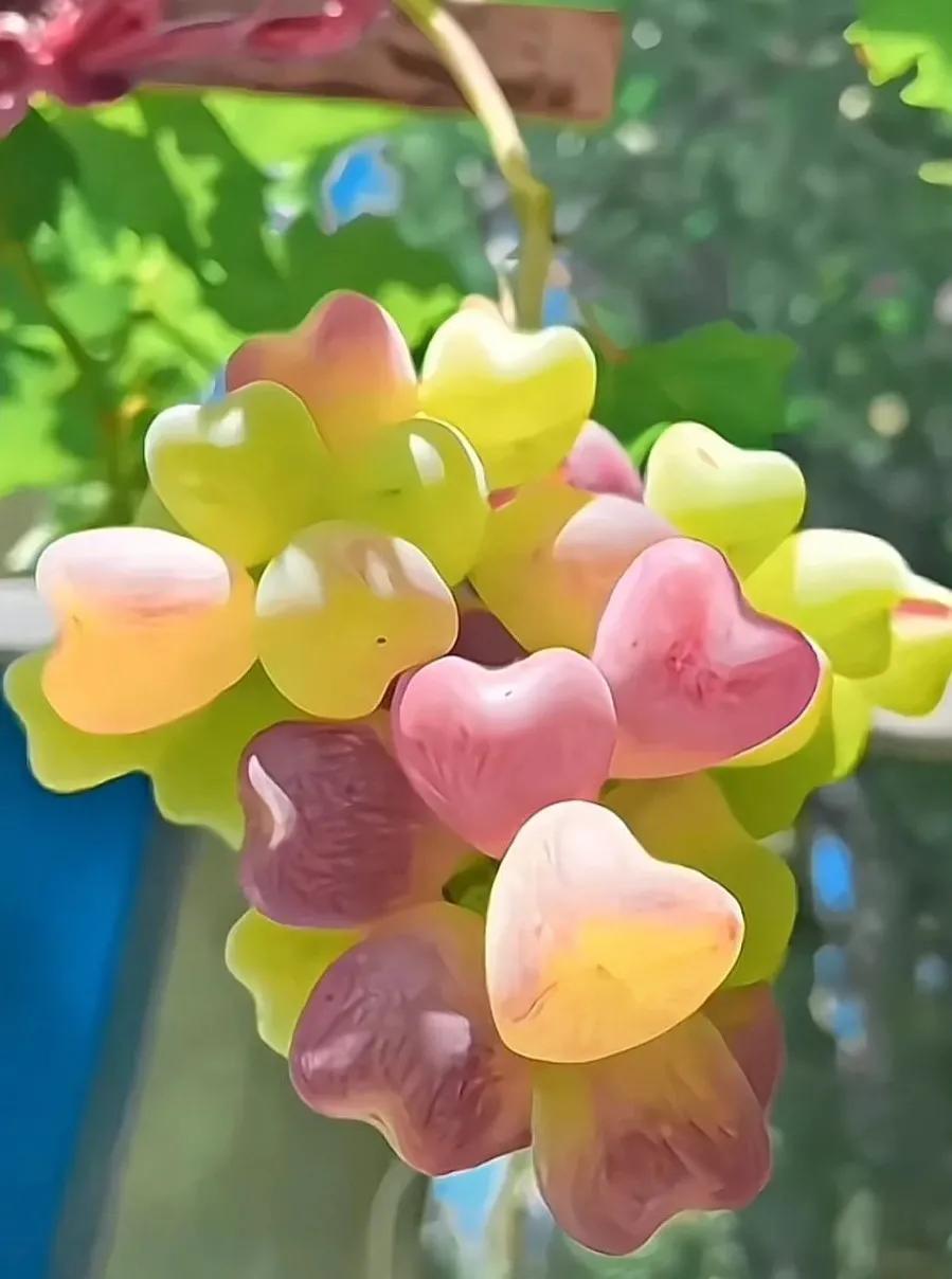 鐡滄灉椋橀澶忔棩鐐庣値,澶忔棩鐐庣値鐡滄灉椋橀