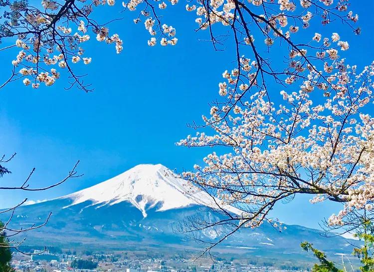 春夏之交，越来越多的花含苞欲放，这一百种娇媚蓓蕾真是美不胜收