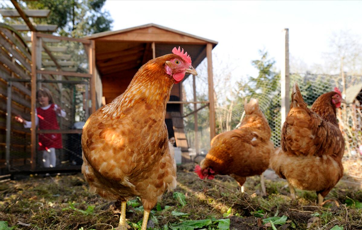 鸡宝一克能卖7-25万是真的吗,鸡宝真的能价值百万吗