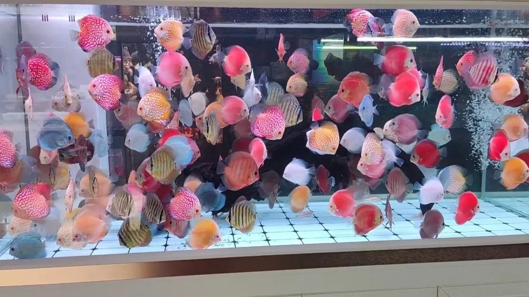 水族店开在哪里比较适合,水族店应该怎么说不会被坑