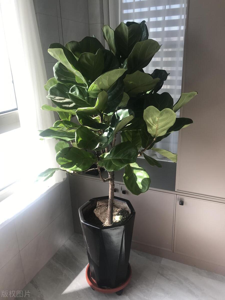 十大最适合放客厅的绿植,适合客厅放的好养的大绿植