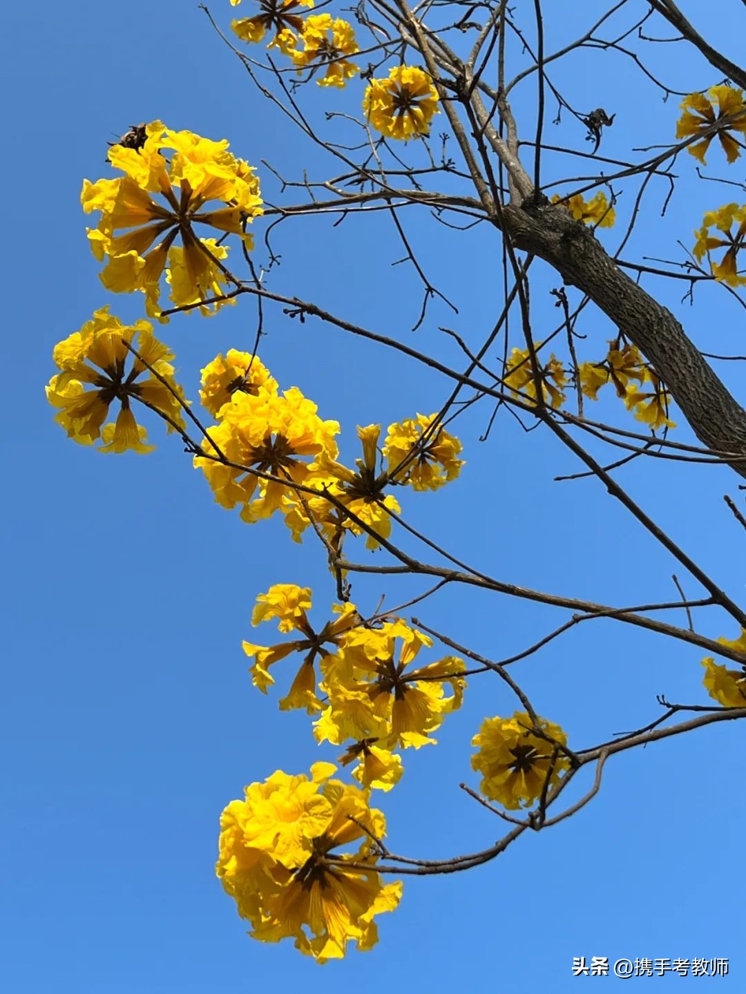 黄花风铃木品种介绍,黄花风铃木生长缓慢