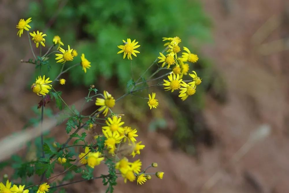 150种常见药用植物大全,150余种常见药用植物花期组图