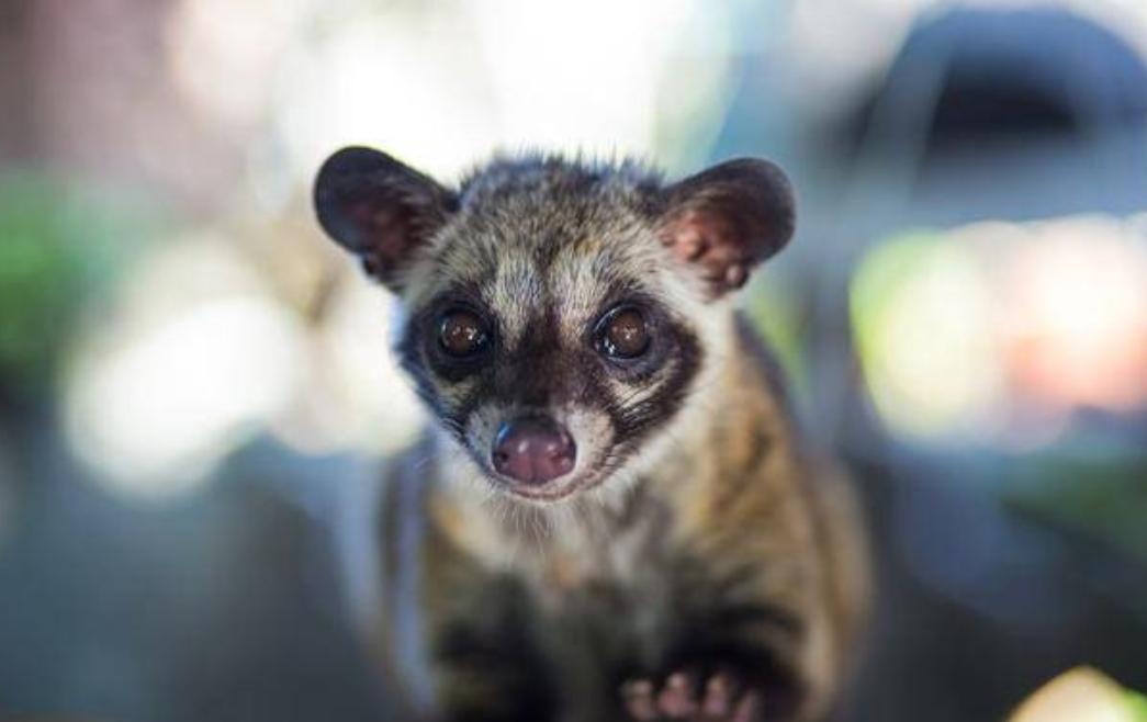 江西老汉活捉神兽四不像,江西老汉活捉神兽六不像