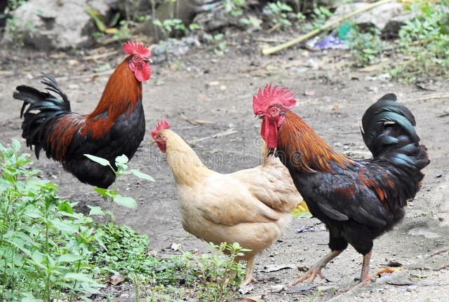 我与小偷的故事,我和小偷擦肩而过作文