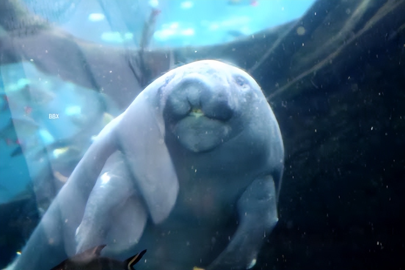 珠海长隆海洋王国水下走廊,世界级海洋乐园珠海长隆海洋王国