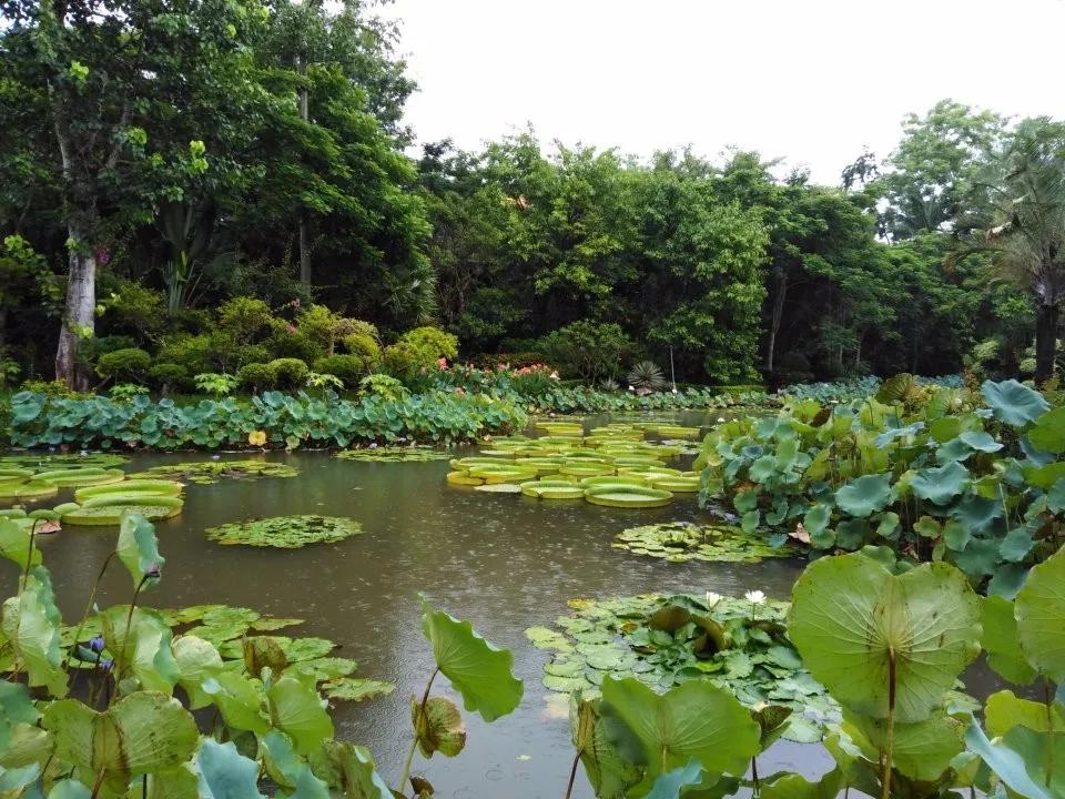 云南西双版纳旅游攻略app,云南西双版纳旅游攻略自由行12月