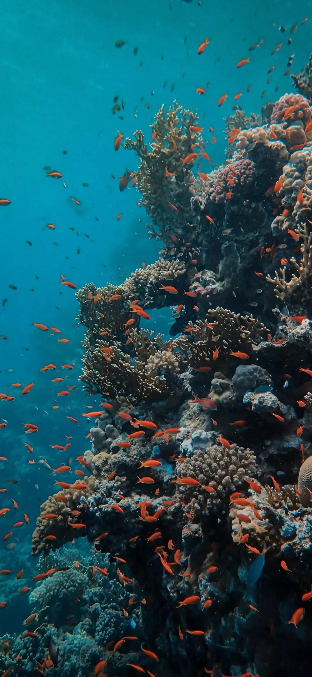 大海壁纸｜大海边，守候朝霞，聆听海浪的乐章