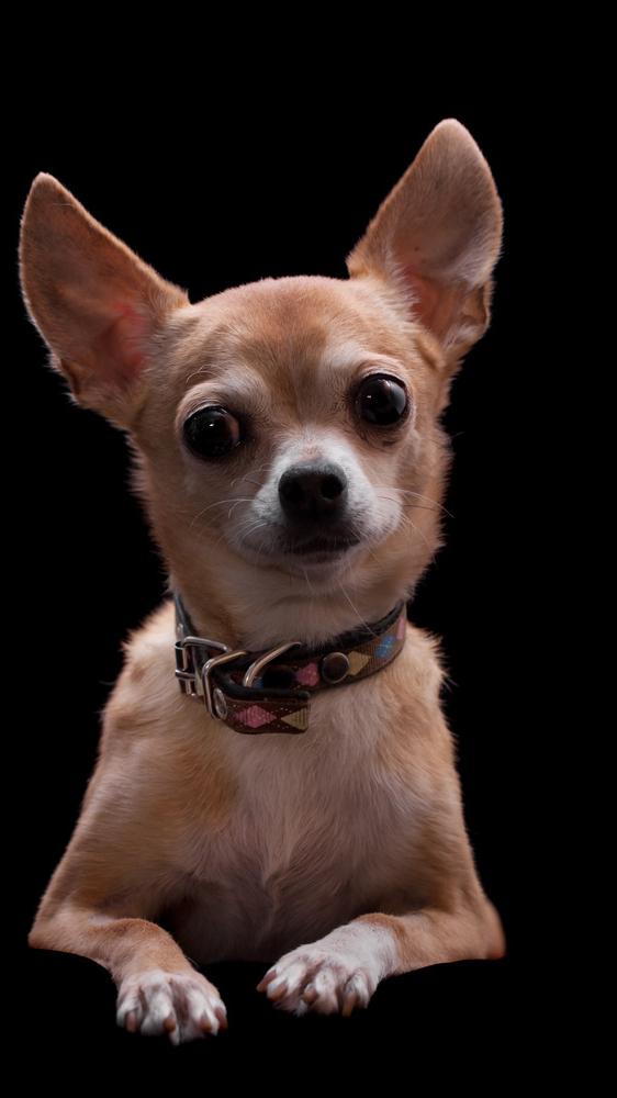 为什么大多数人都讨厌吉娃娃,为什么有的人讨厌吉娃娃