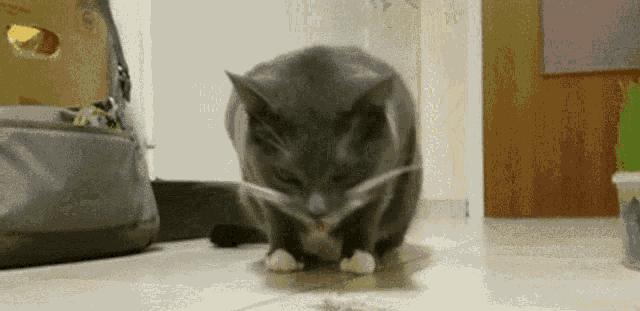 猫咪呕吐物判断表图解,怎么判断猫咪呕吐物是不是血