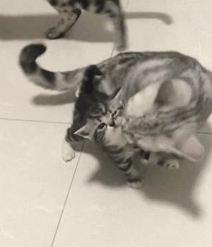 很多人都说，养猫就养“美短猫”，真的是这样的吗？