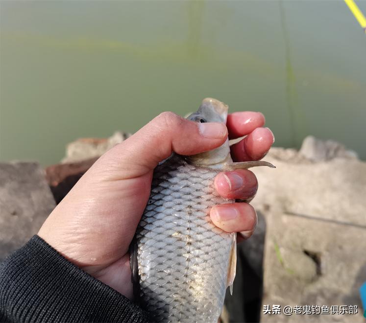 浅水湾寻鲫,*战野**之王·腥香立大功