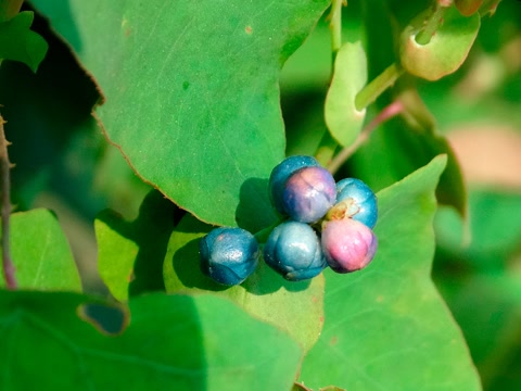 盘点农村常见的几种野果子,常见的21种野果子