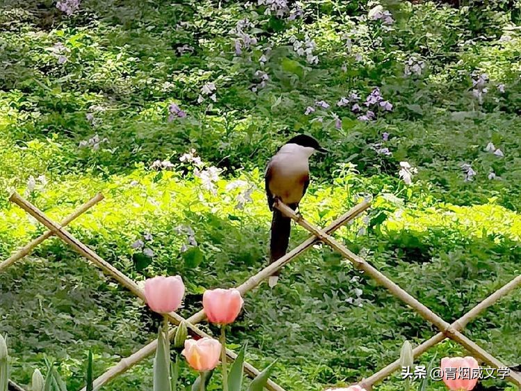 鏆槬闂叉儏璇楀彞,鏆槬鎯呰瘲