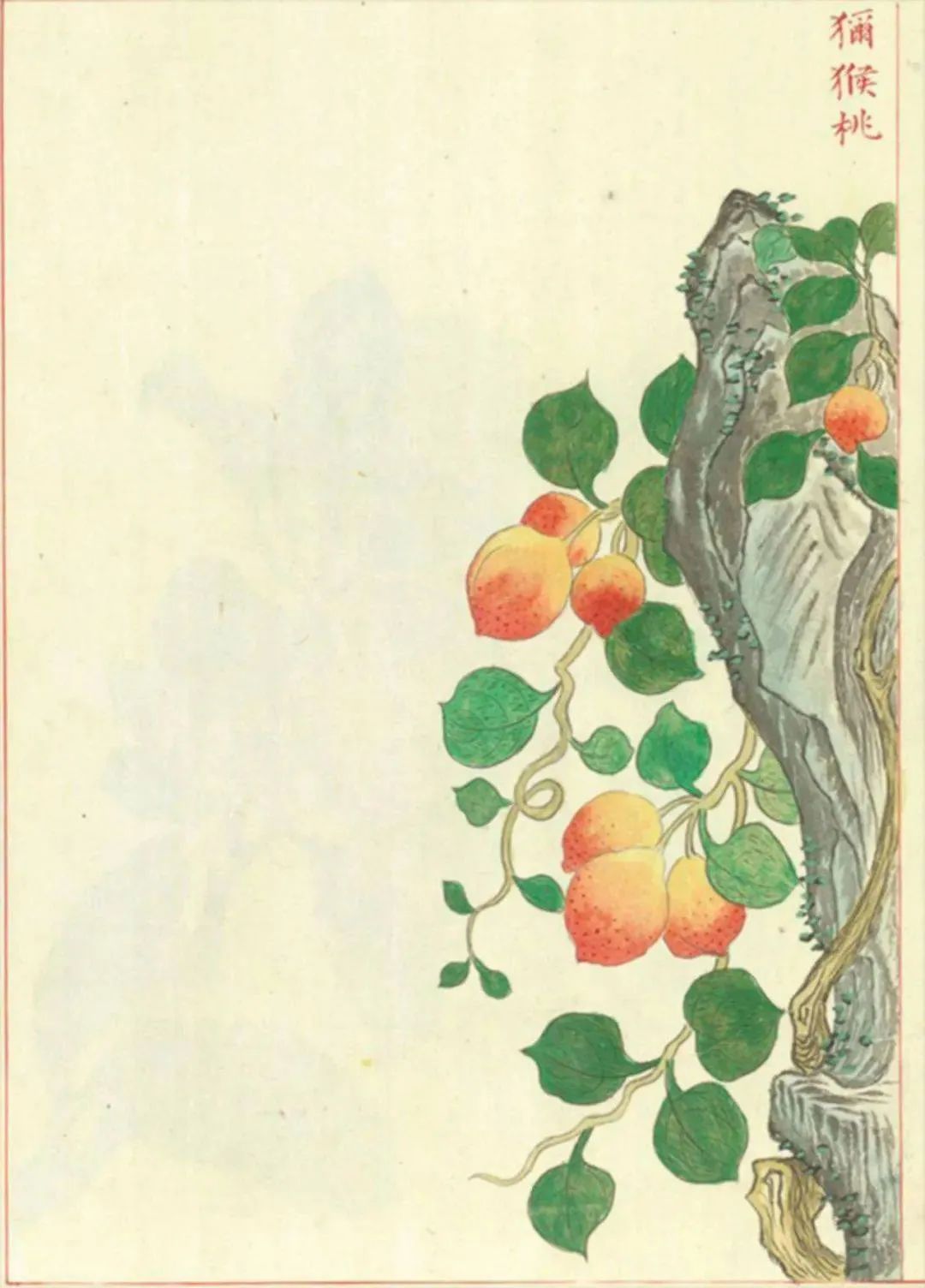 国产猕猴桃和进口奇异果,国产奇异果猕猴桃