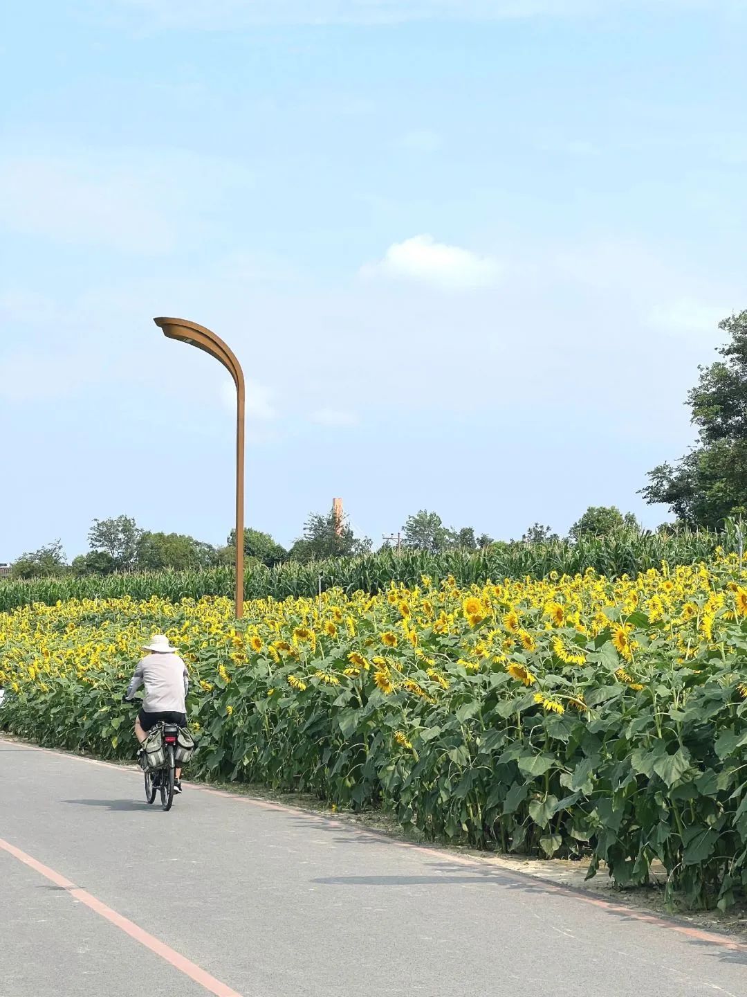 成都秋季拍照地,成都拍照打卡地推荐5月