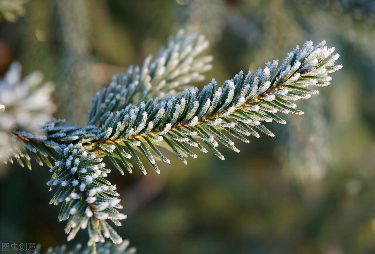 毛戈平黑霜白霜哪个好,土地为什么有白霜和黑霜