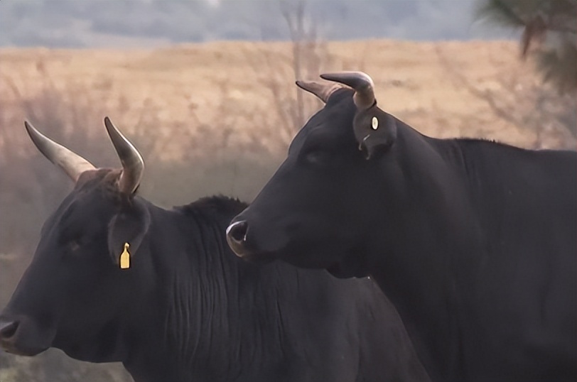 一斤鱼卖多少,一斤鱼30元买了40斤是多少钱