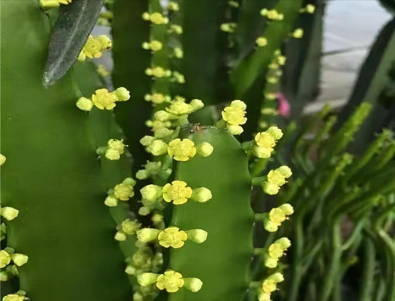 排名第一镇宅花做菜,镇宅最吉利的三种花是什么花啊