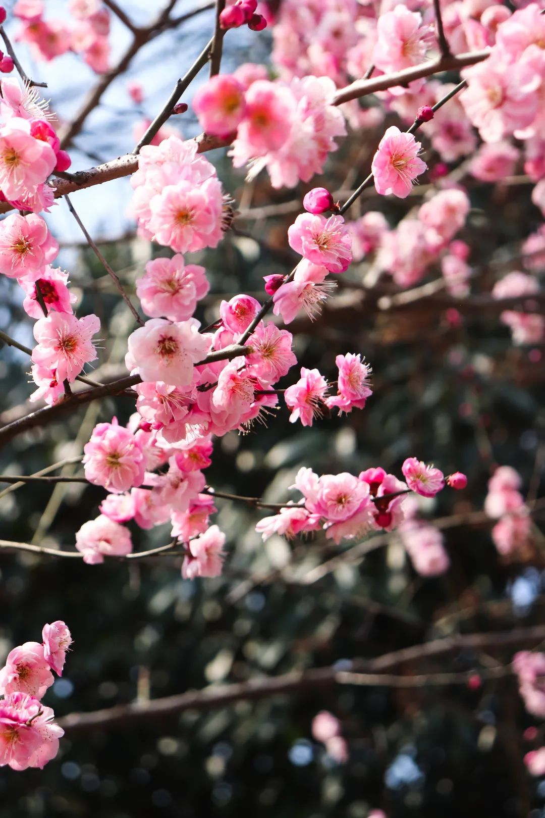 花海遇知音的下一句,花海遇知音汉阳喊你来赏花