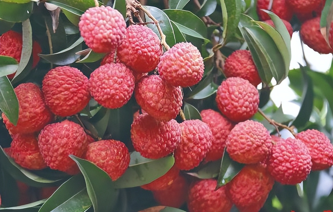 妃子笑荔枝卖出白菜价,荔枝妃子笑了果农哭了原因很戳心