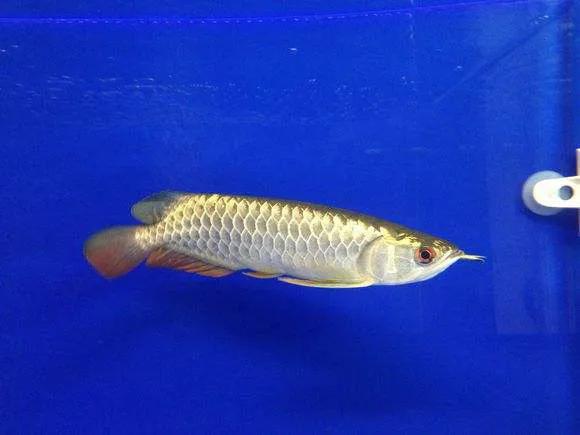 如何提高龙鱼生长速度,龙鱼如何提升金质