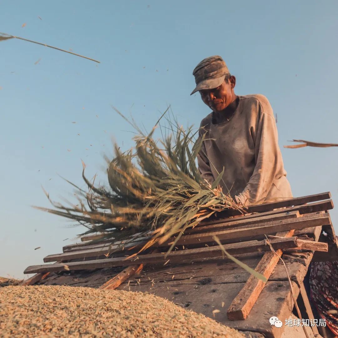 泰国米，从小吃到大|地球知识局