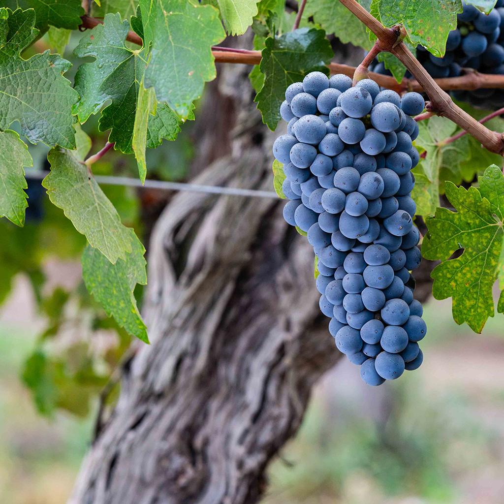 葡萄酒大师谈樱桃丘陵庄园,葡萄酒大师深度解析