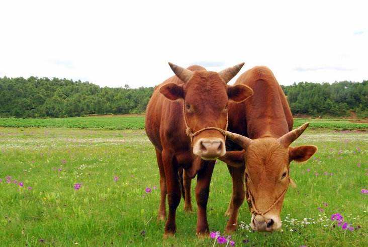 牛得焦虫病怎么提前预防,牛焦虫病怎么办