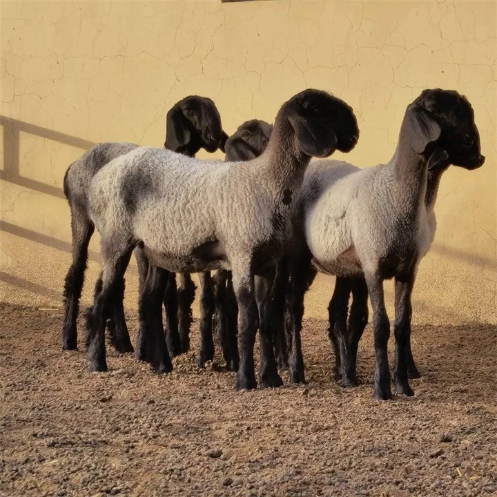 一只2000万！羊中劳斯莱斯，做成羊肉串会是什么味道？