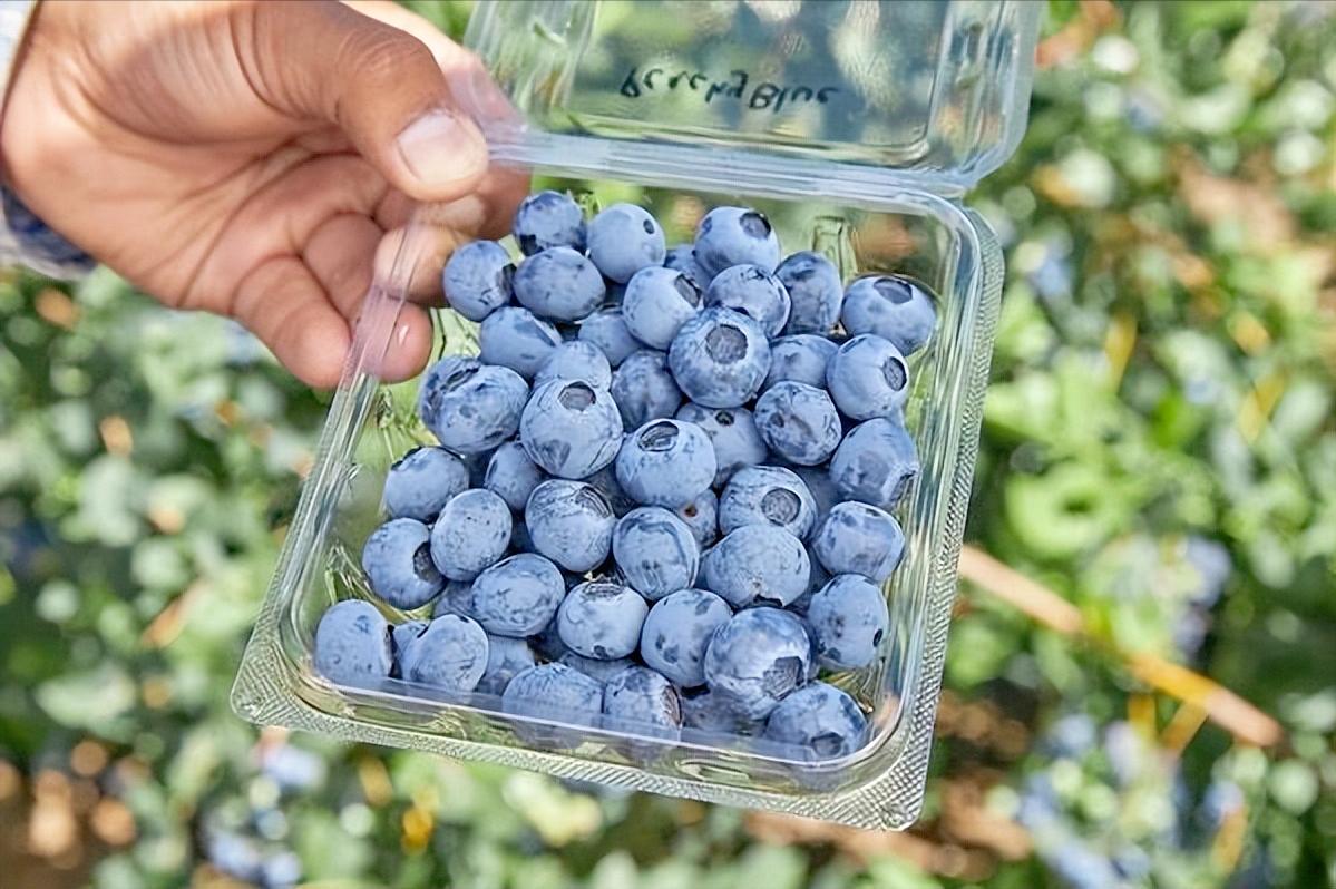 外国水果运到中国,澳洲水果出口中国