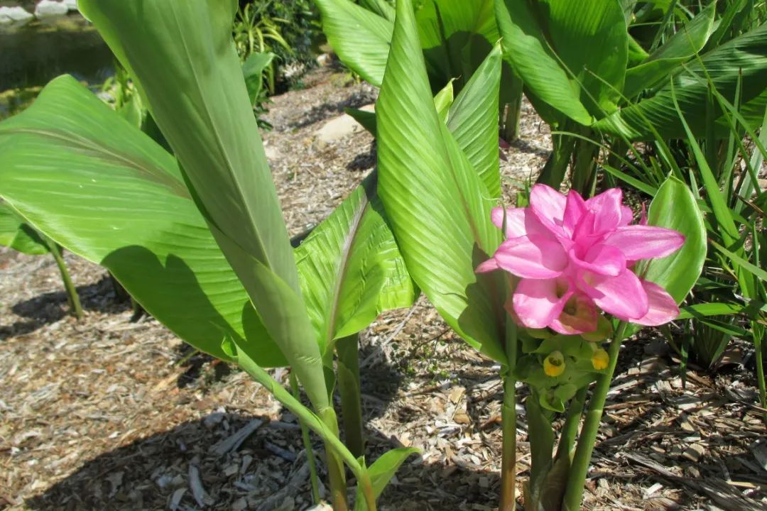 姜类香辛料都包含哪些种,12种必须了解的香料作用和用量