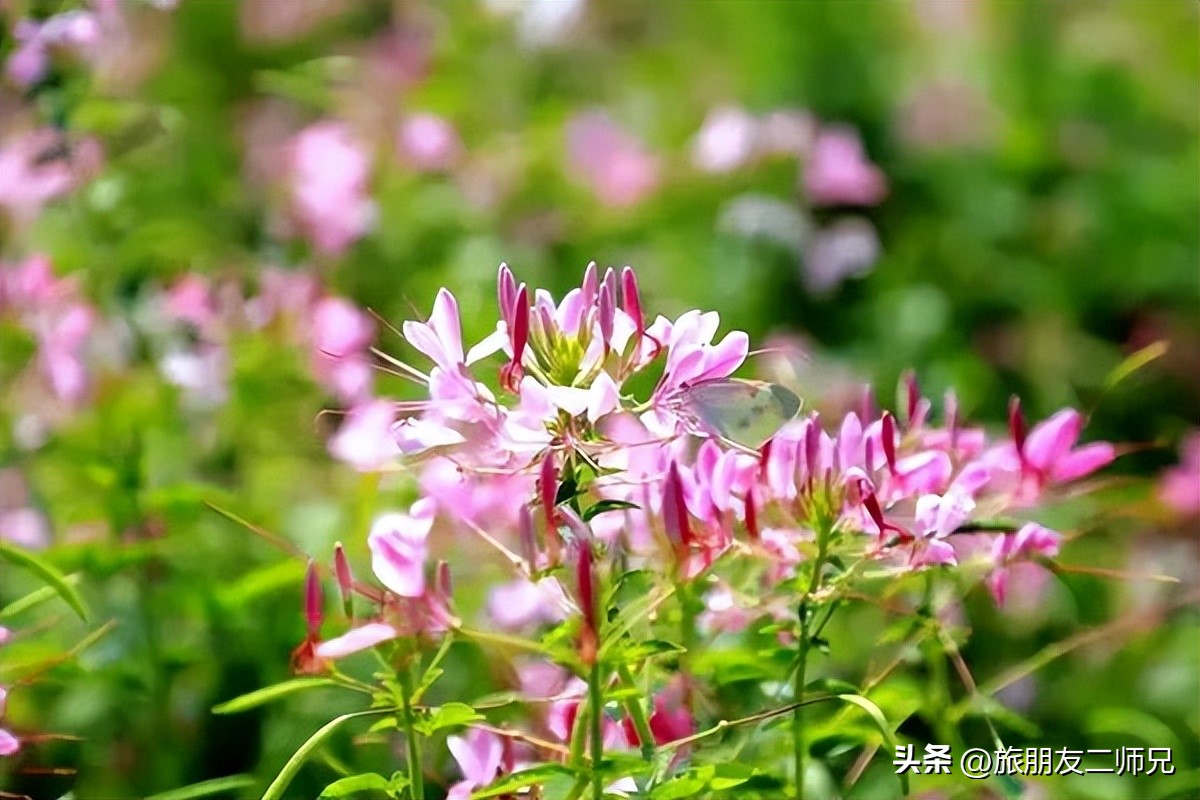 佛山三水白坭附近的旅游景点,佛山三水出发黄姚古镇旅游攻略