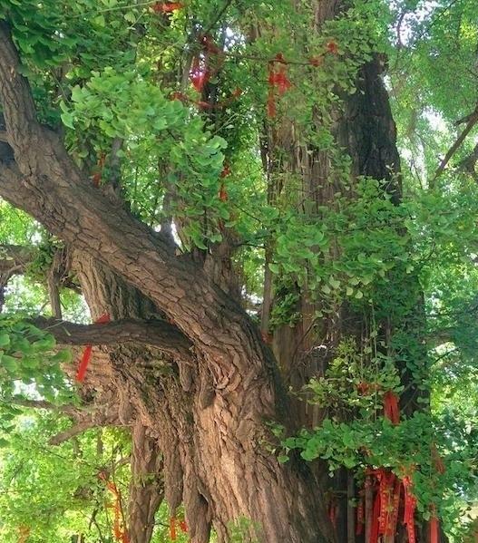 湖南男子怪病,湖南男子身患怪病20多年