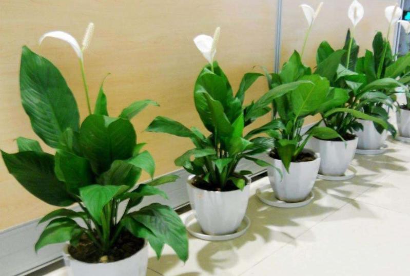 10种不怕晒的盆栽植物介绍一下,怕晒的十种花