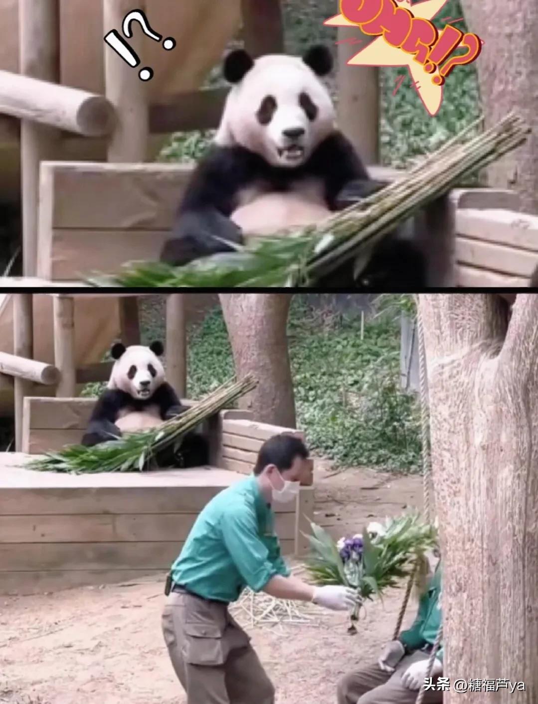 那些证明福宝是人的证据——毛皮大衣下是个小人精