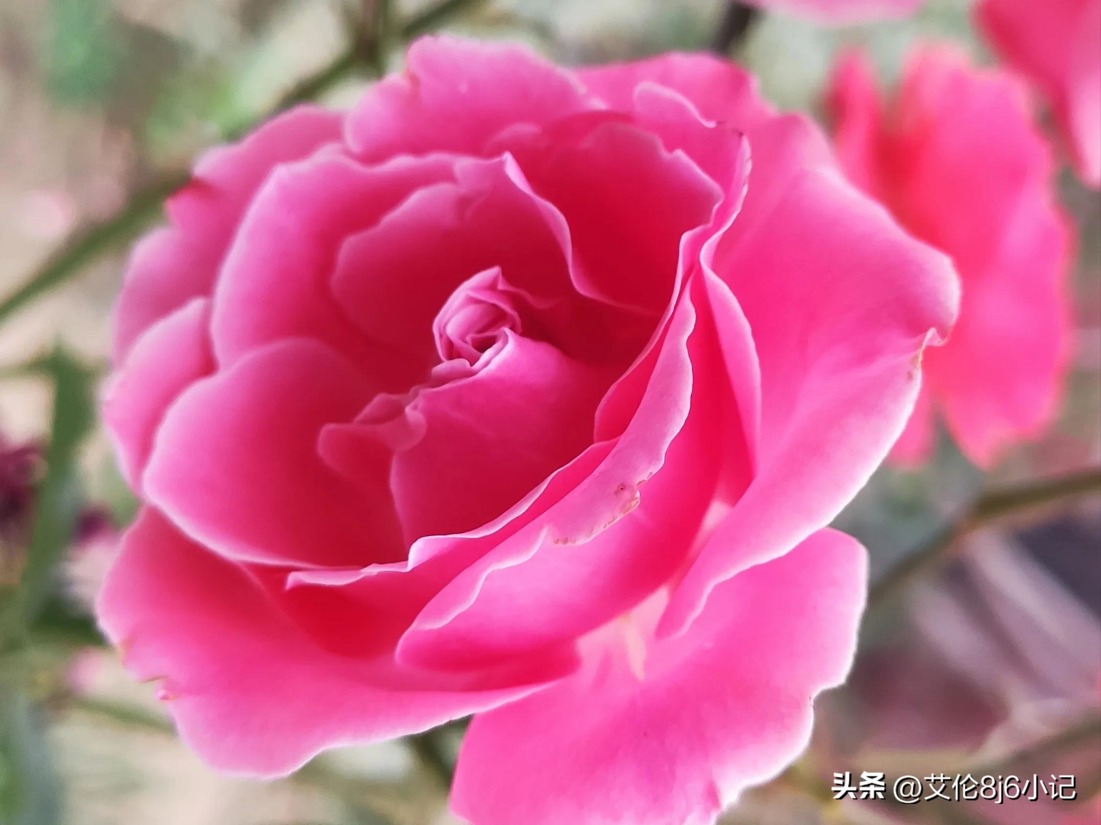 夏天鲜花盛开的唯美句子简短,冬日暖阳鲜花朵朵惬意的唯美句子